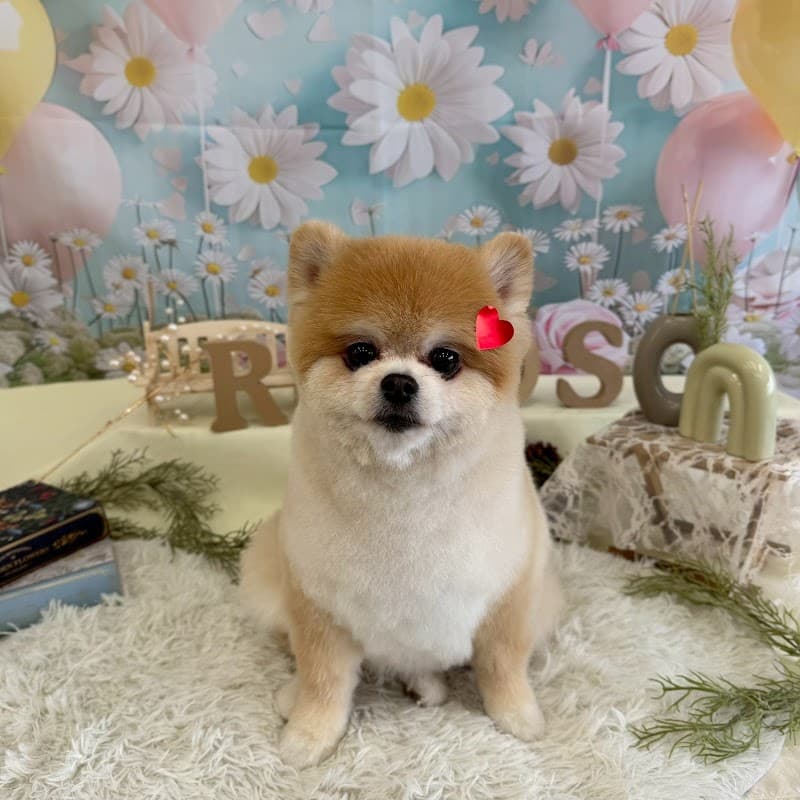Dog Salon REPOS(ルポ)の写真