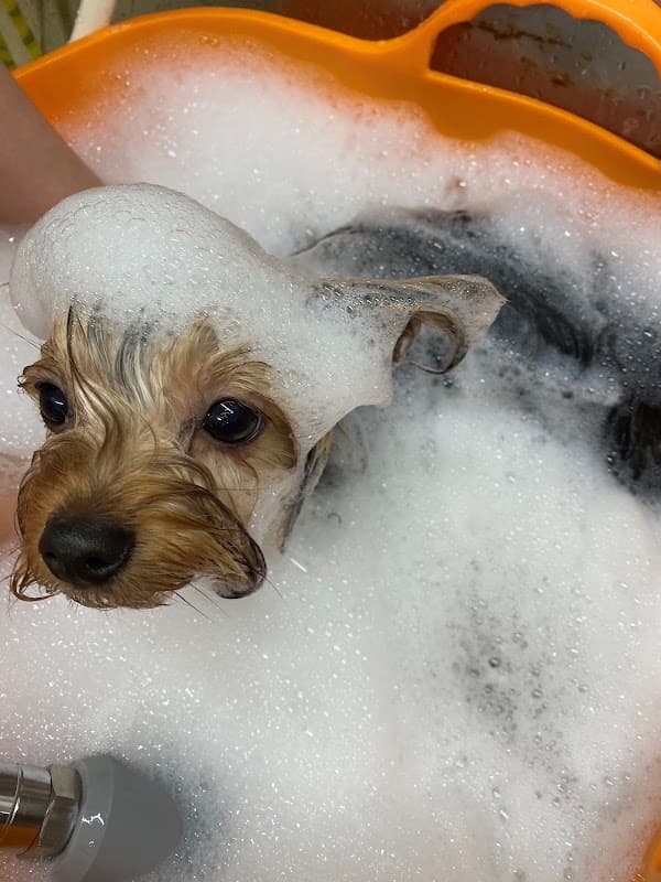 grooming salon INUKIRIの写真