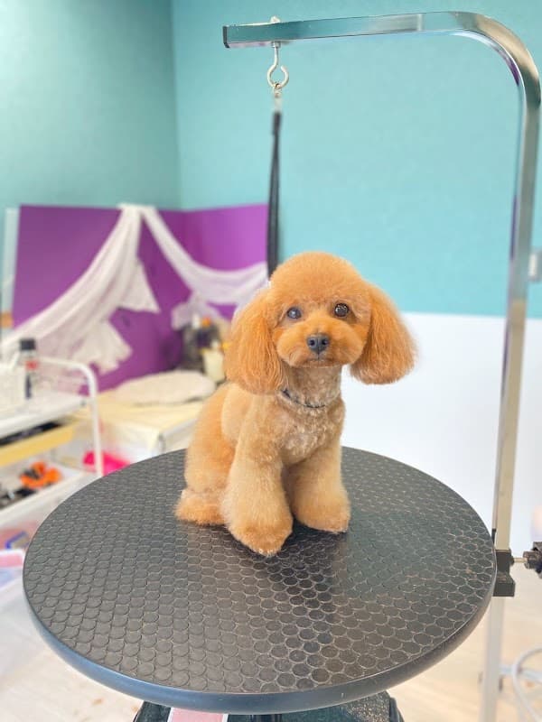 Articedog(アーティスドッグ)枚方トリミングサロンの写真