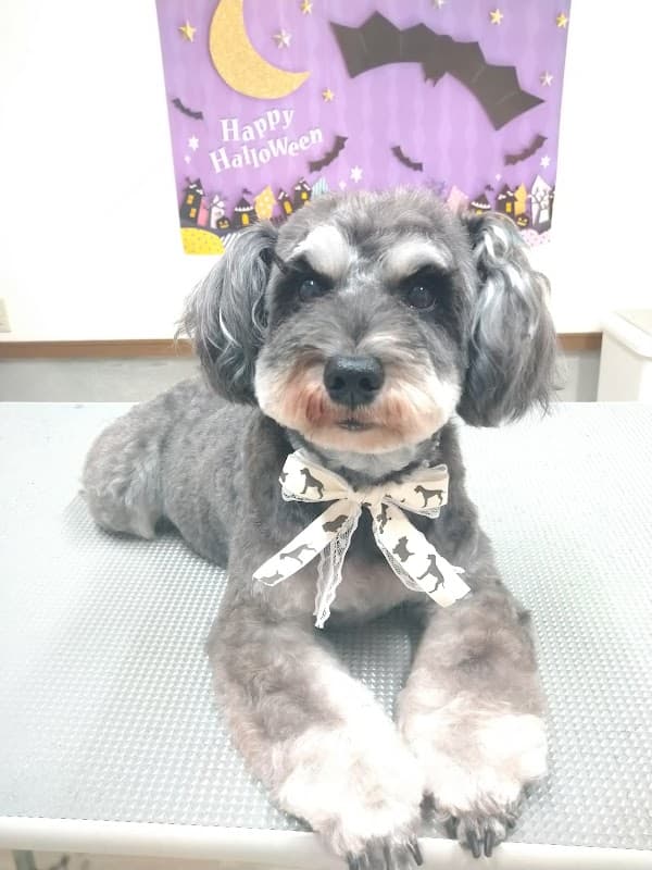 ペットサロンhanaの写真2