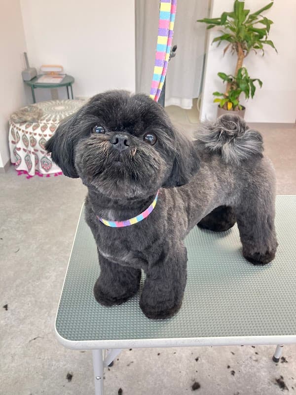 torico dog トリコドッグの写真