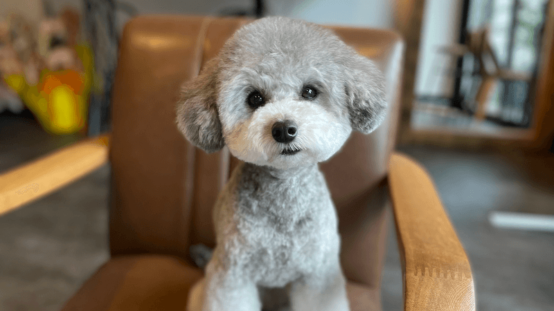 Dog Salon TSUNBOTAの写真1