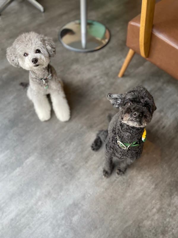 Dog Salon TSUNBOTAの店内・トリミングの様子(2枚目)