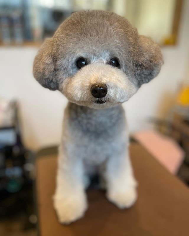 Dog Salon TSUNBOTAの写真3