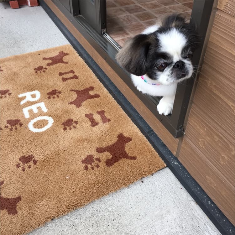 犬の美容室REOの写真
