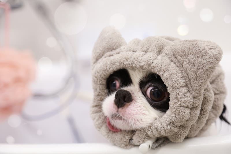 Dogsalon Onpuの写真