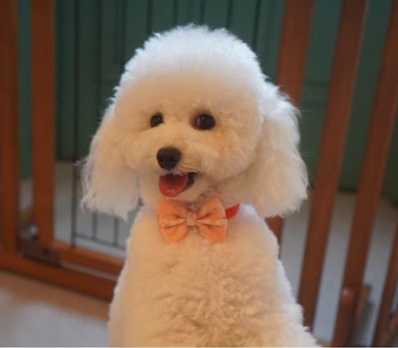 トリミングルーム ポプリの写真