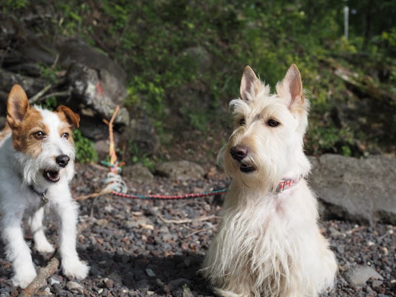 Dog Salon&Hotel ALMA(アルマ)の写真