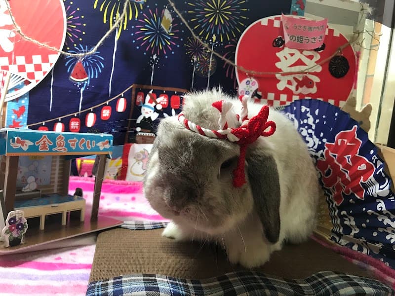 お城の姫うさぎの写真