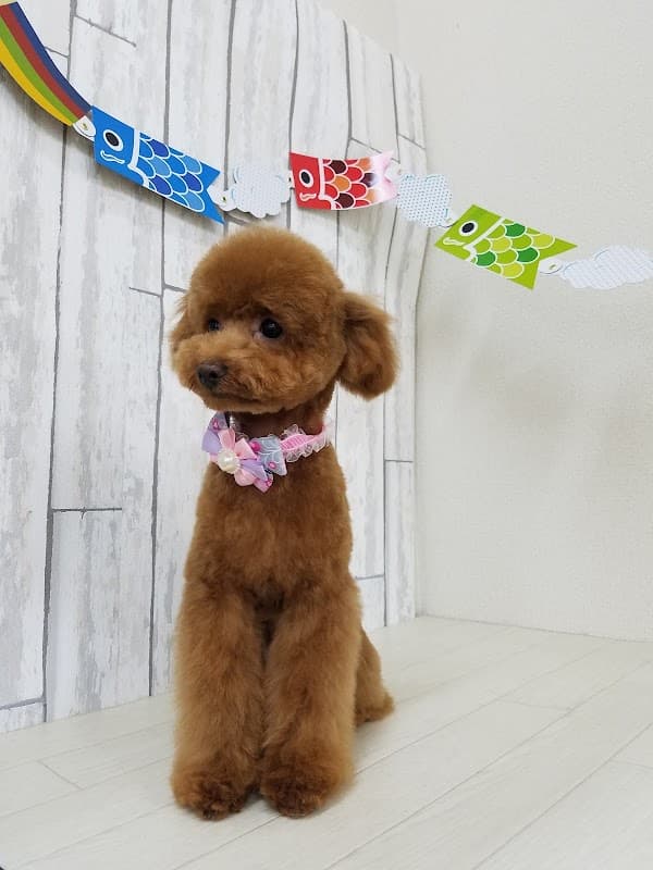 ドッグサロン WAN DRESSの写真
