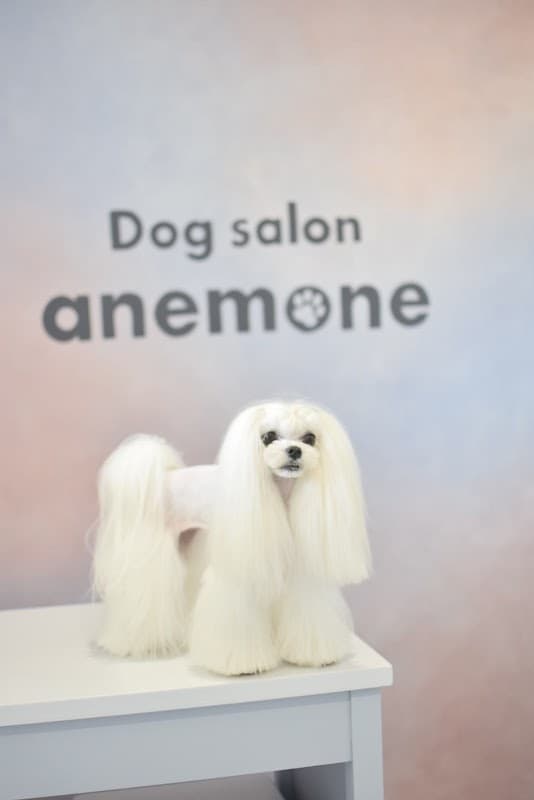 Dog salon anemoneの写真