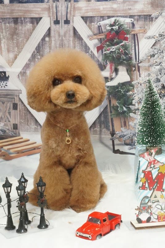 INU TORORIイヌトロリの写真