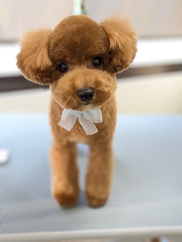 犬の美容室 Chéri coco-シェリーココ-の写真