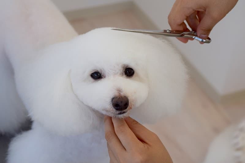 Dog Salon Luciaの写真