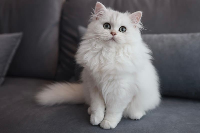 CAT SALON Edelweiss / エーデルワイス(猫専門シャンプーサロン)の写真
