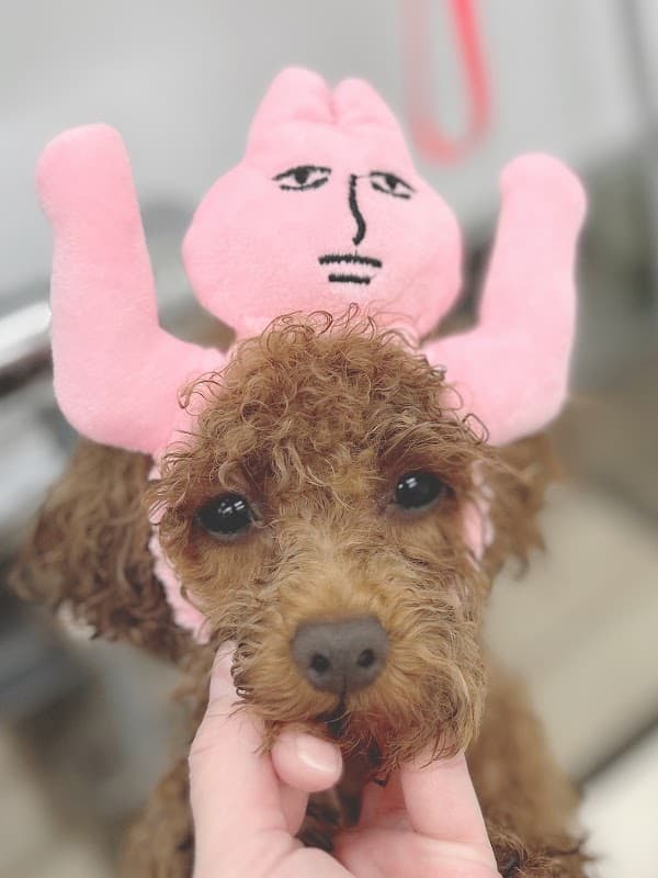 Dogsalon ARUNの写真