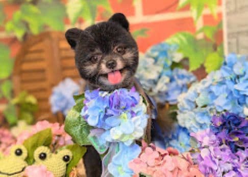 dog salon いろはの写真