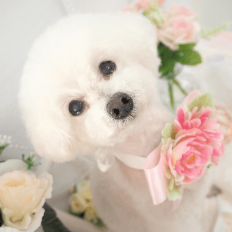 dogsalon Ranunの写真