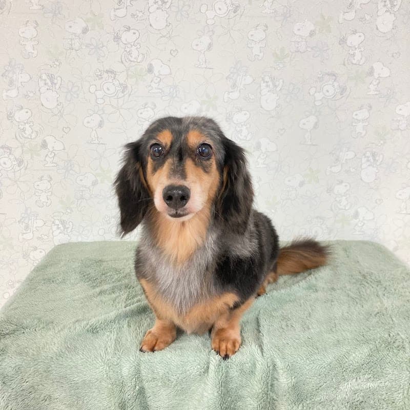 Pet Salon Choiceの写真5