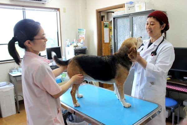 伊奈獣医科の写真