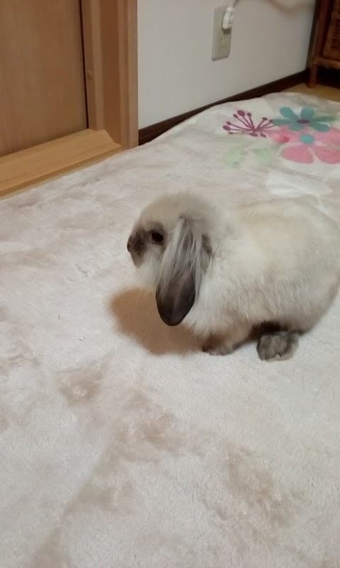 けやき通り動物病院の写真