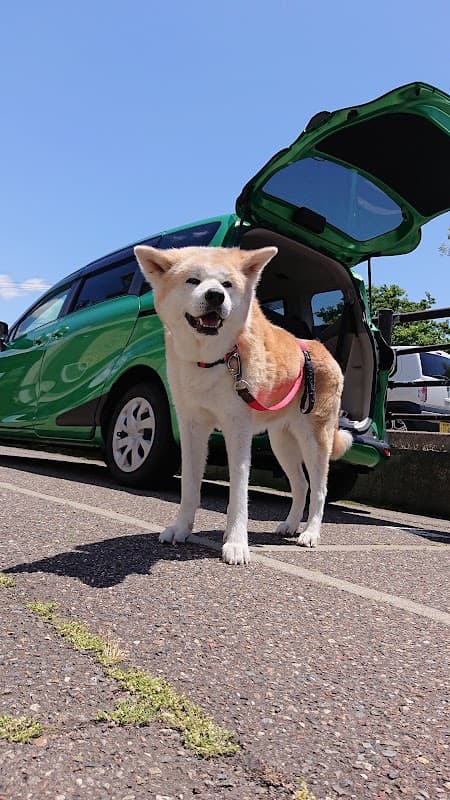 さいがた動物病院の写真