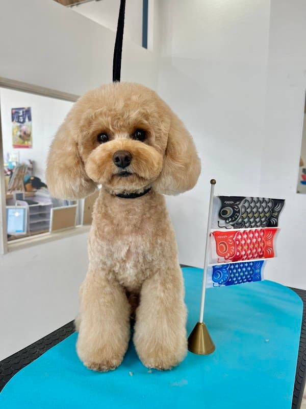Dog Salon Chayの写真