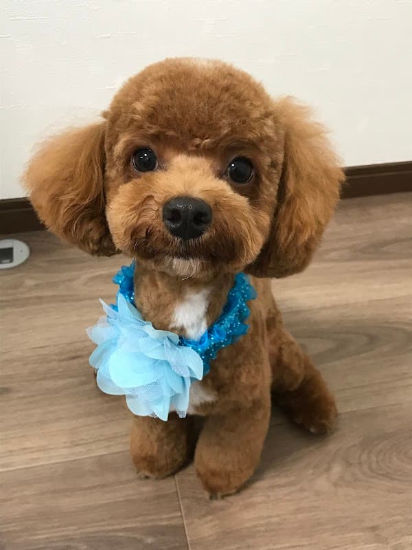 市川 トリミングサロン DOG Salon D-Lianの写真