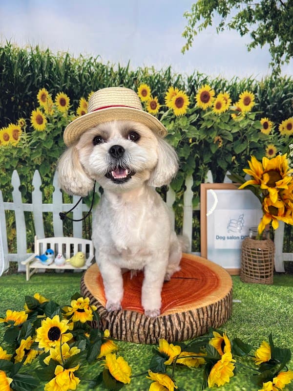 Dogsalon DDD’sの写真