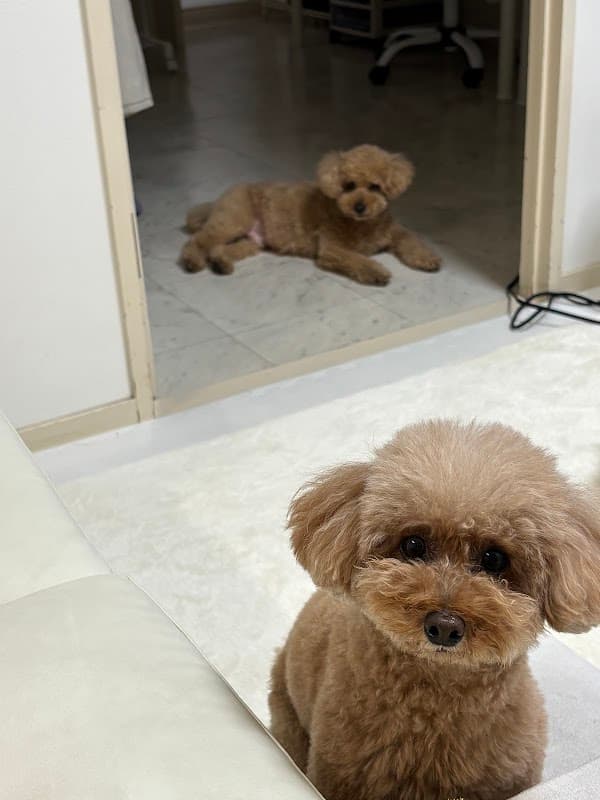 Belle Cane -dog design-の写真3