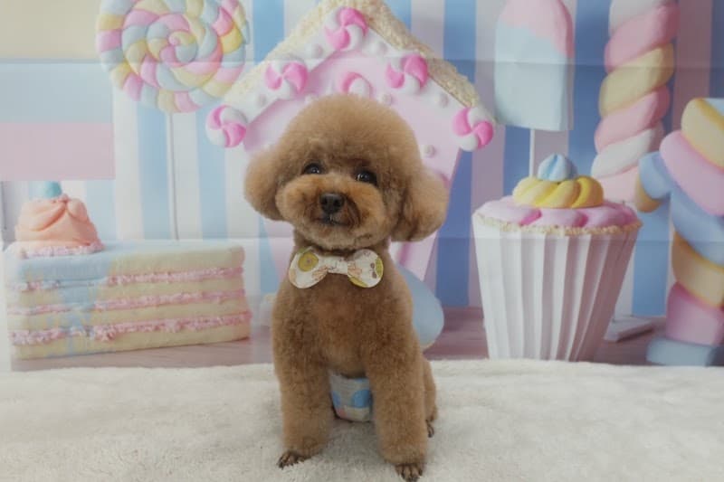Belle Cane -dog design-の写真4
