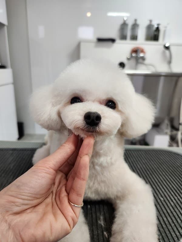 Belle Cane -dog design-の写真5