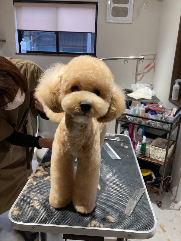 dogsalon&hotel fluffy(ドッグサロン&ホテル フラフィー)の写真