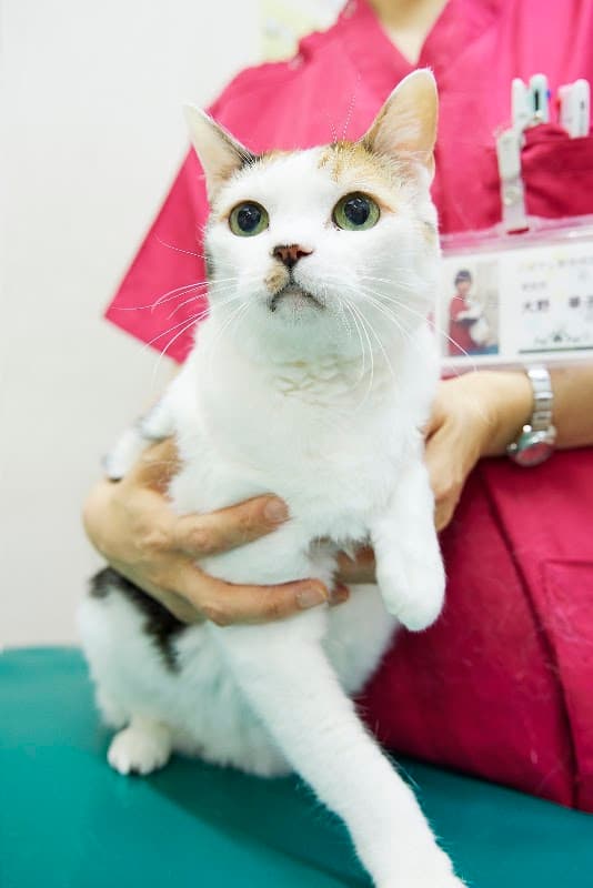 こばやし動物病院の写真