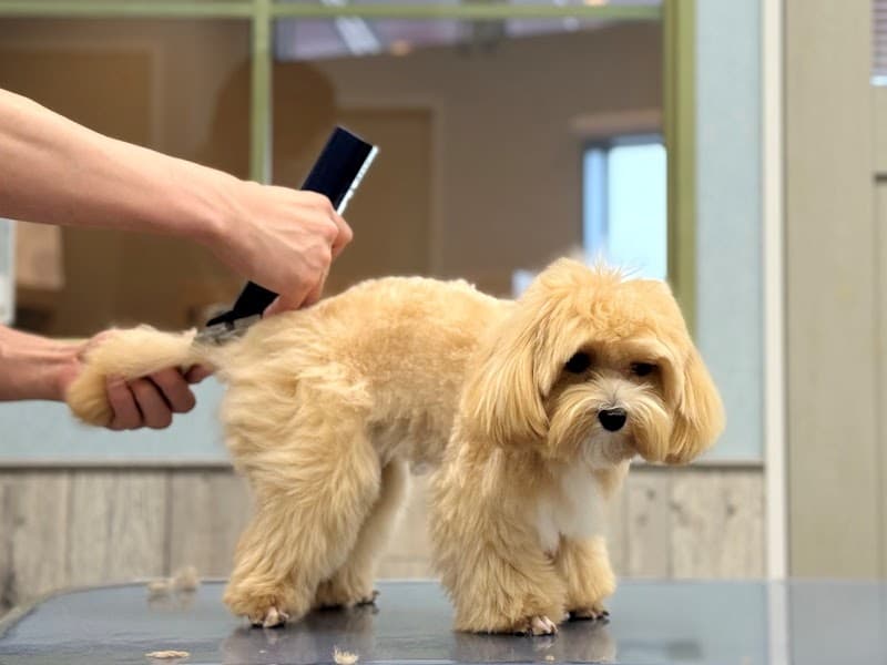 DOG SALON Reberry【ドッグサロンリベリー】の写真