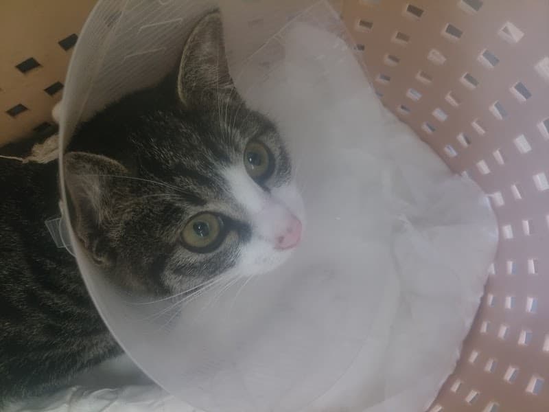 にいでら動物病院の写真