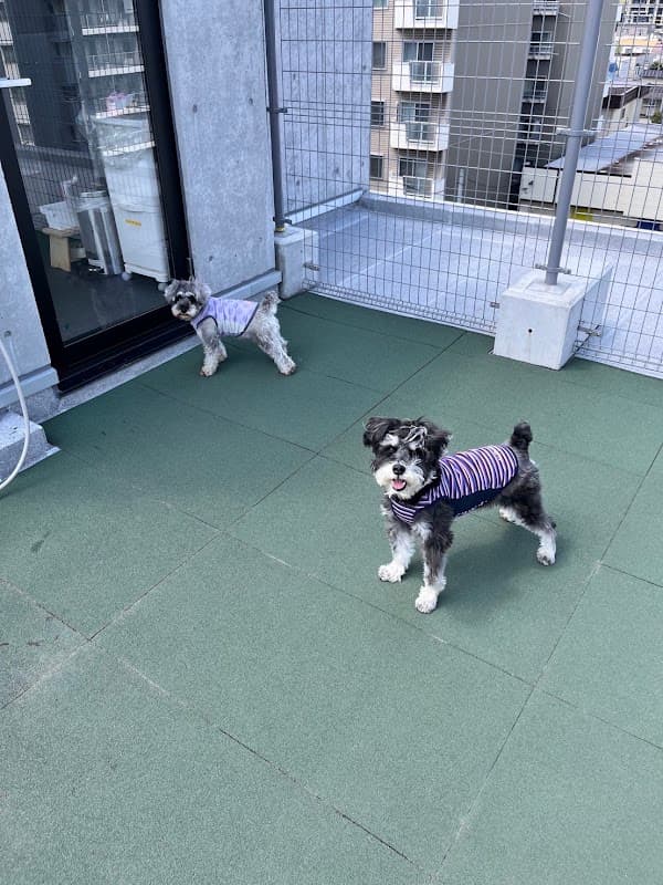 ドックホテル ピボット円山の写真