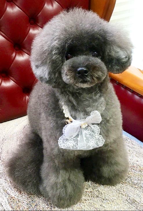 ドッグサロン とまとの写真1