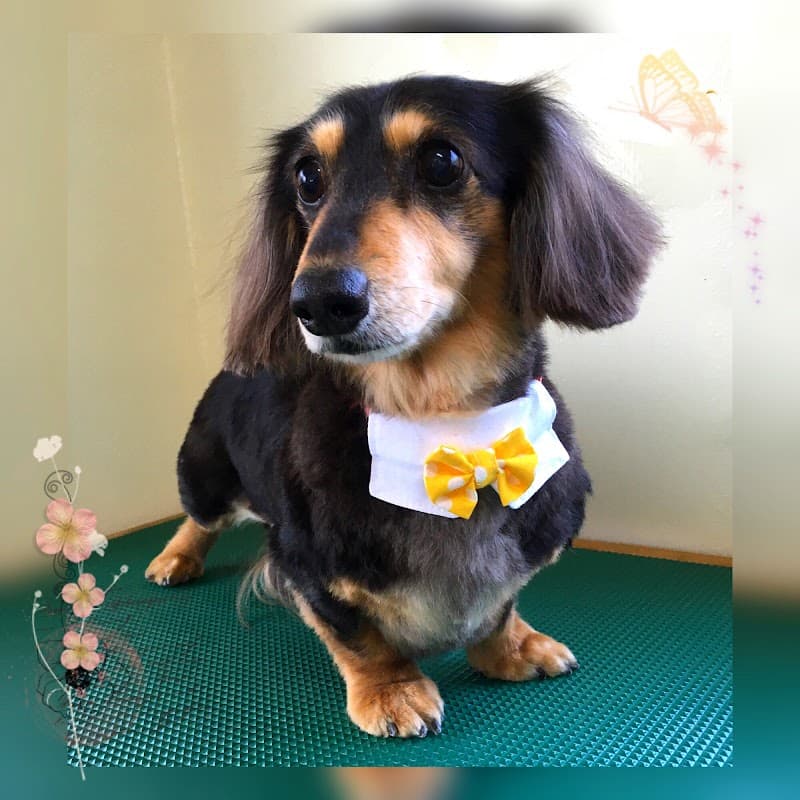 ドッグサロン とまとの写真3