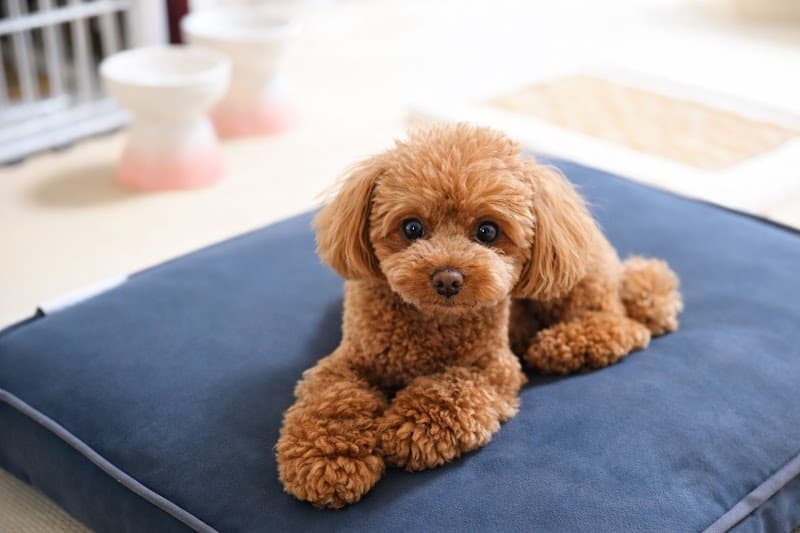 LUAM Dog Salon 幕張の写真