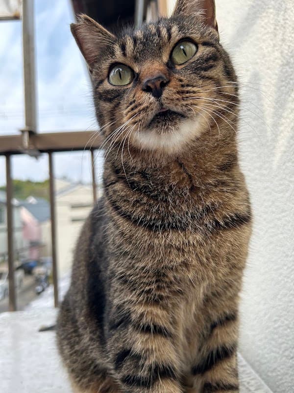 山下動物病院の写真