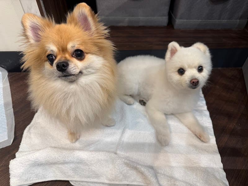 Dog Salon & Resort FURE(フューレ)の写真2