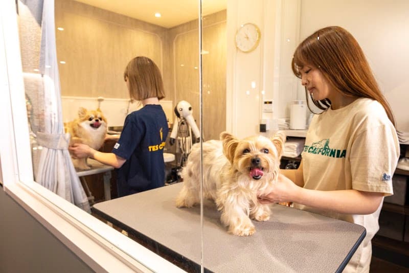 Dog Salon & Resort FURE(フューレ)の写真3