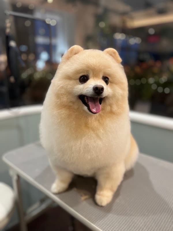 Dog Salon & Resort FURE(フューレ)の写真4