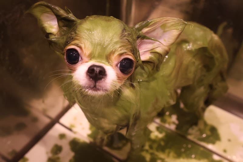 Dog Salon & Resort FURE(フューレ)の写真5