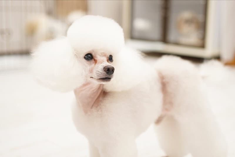 犬の美容室Montanの写真