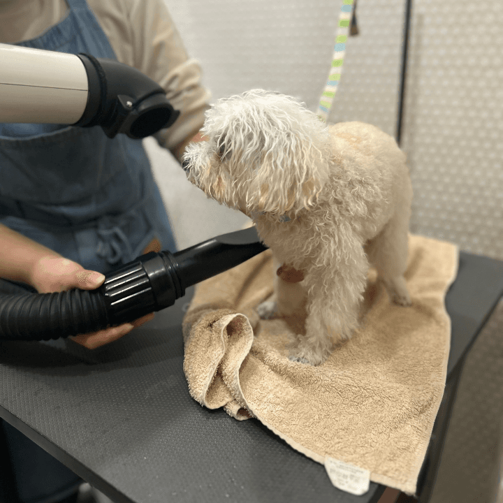 grooming tailの写真