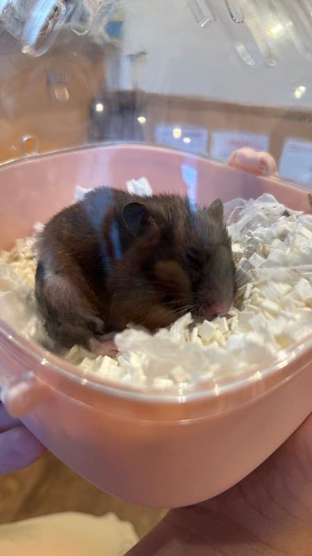 Animal Clinic どんぐりの森の写真