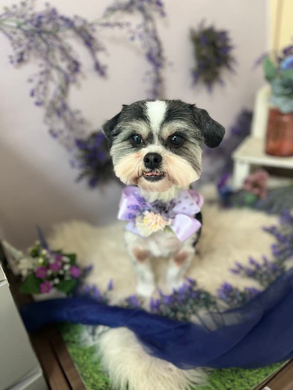 Dog room シフォンの写真