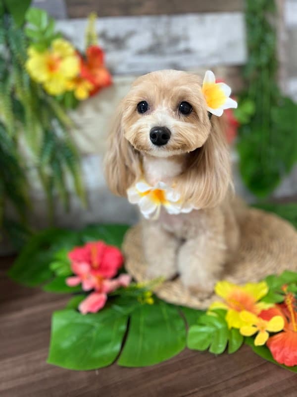 Dog room シフォンの写真2